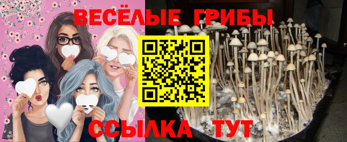 Псилоцибиновые грибы MAGIC MUSHROOMS  Грозный  Галлюциногенные грибы Psilocybe 